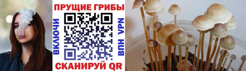 mega   Йошкар-Ола  Галлюциногенные грибы Cubensis 